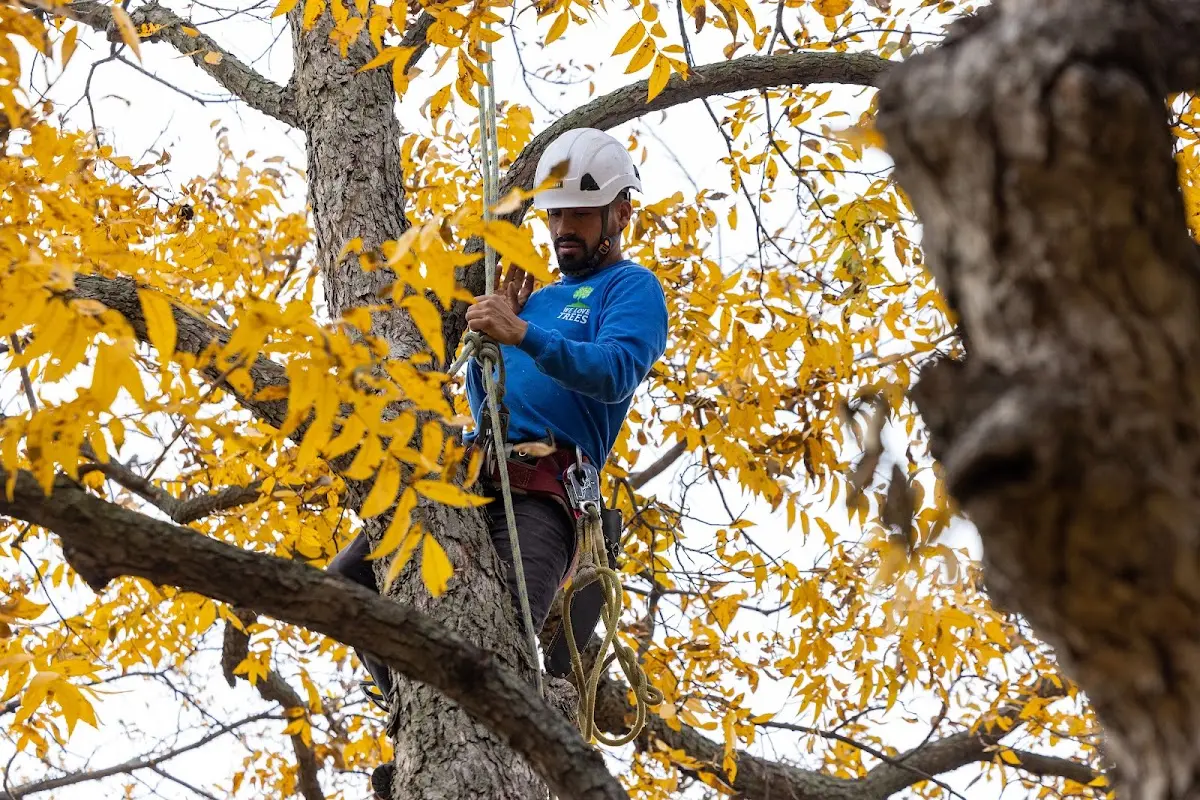 Skilled Tree Transplanting crew working in Mastic